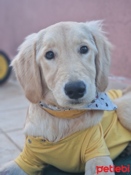 Golden Retriever, Köpek  Maşeri fotoğrafı