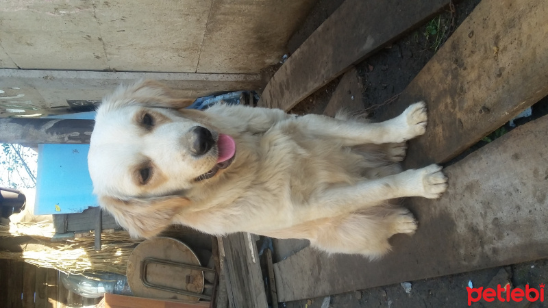 Golden Retriever, Köpek  Body fotoğrafı