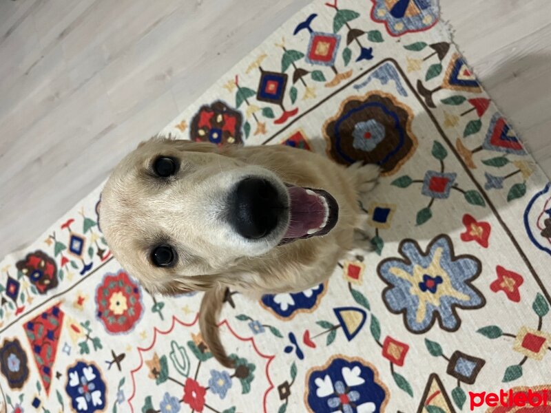 Golden Retriever, Köpek  Hera fotoğrafı