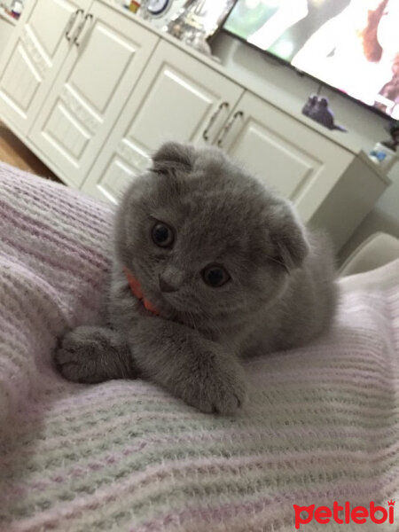 Scottish Fold, Kedi  DUMAN fotoğrafı