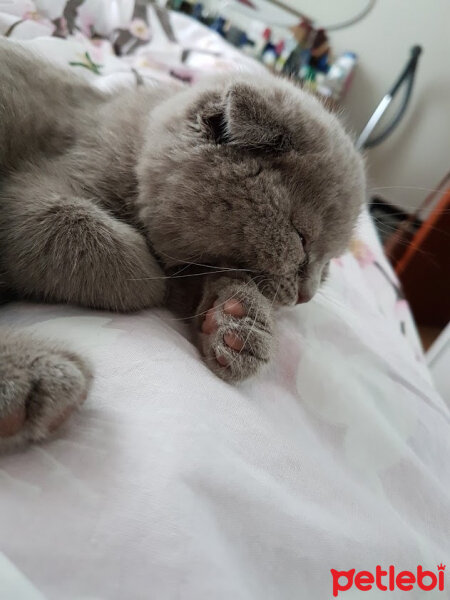 Scottish Fold, Kedi  DUMAN fotoğrafı