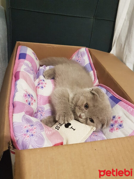 Scottish Fold, Kedi  DUMAN fotoğrafı