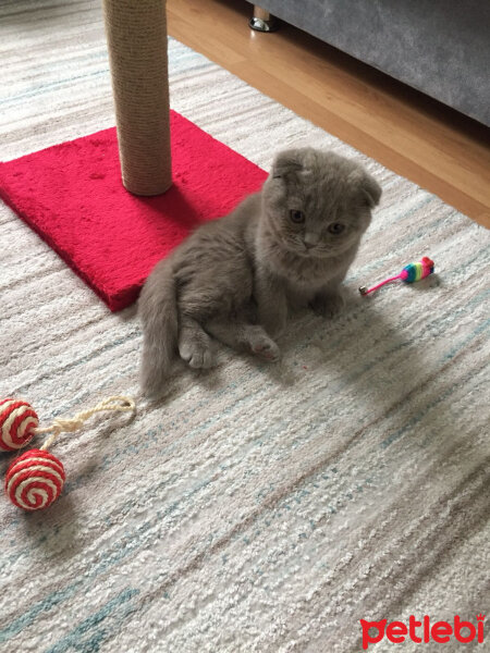 Scottish Fold, Kedi  DUMAN fotoğrafı