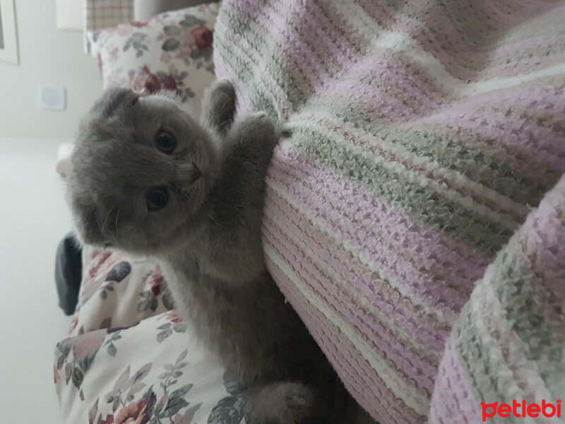 Scottish Fold, Kedi  DUMAN fotoğrafı