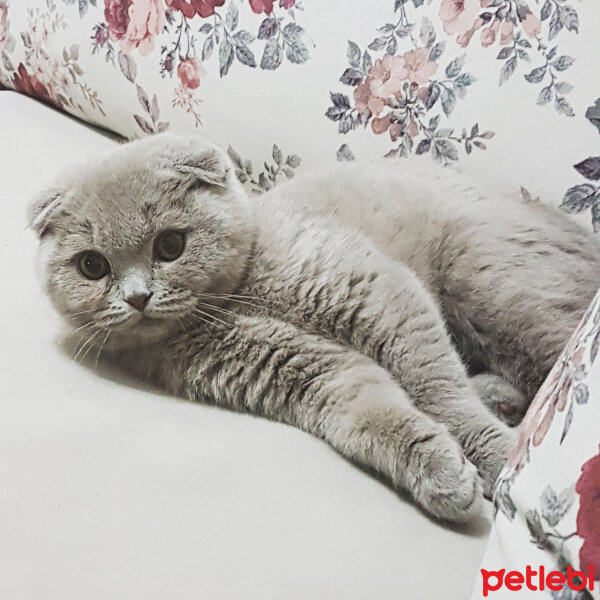 Scottish Fold, Kedi  DUMAN fotoğrafı