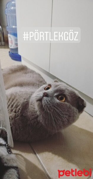 Scottish Fold, Kedi  DUMAN fotoğrafı