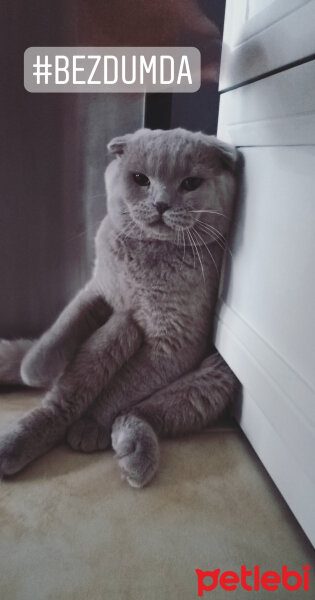 Scottish Fold, Kedi  DUMAN fotoğrafı