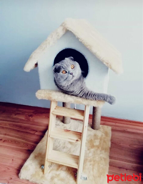 Scottish Fold, Kedi  DUMAN fotoğrafı