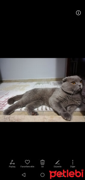 Scottish Fold, Kedi  DUMAN fotoğrafı