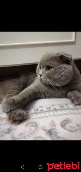 Scottish Fold, Kedi  DUMAN fotoğrafı