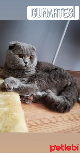 Scottish Fold, Kedi  DUMAN fotoğrafı