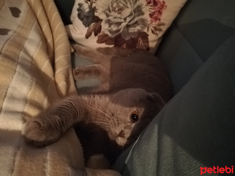 Scottish Fold, Kedi  DUMAN fotoğrafı