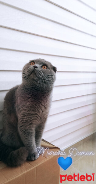 Scottish Fold, Kedi  DUMAN fotoğrafı