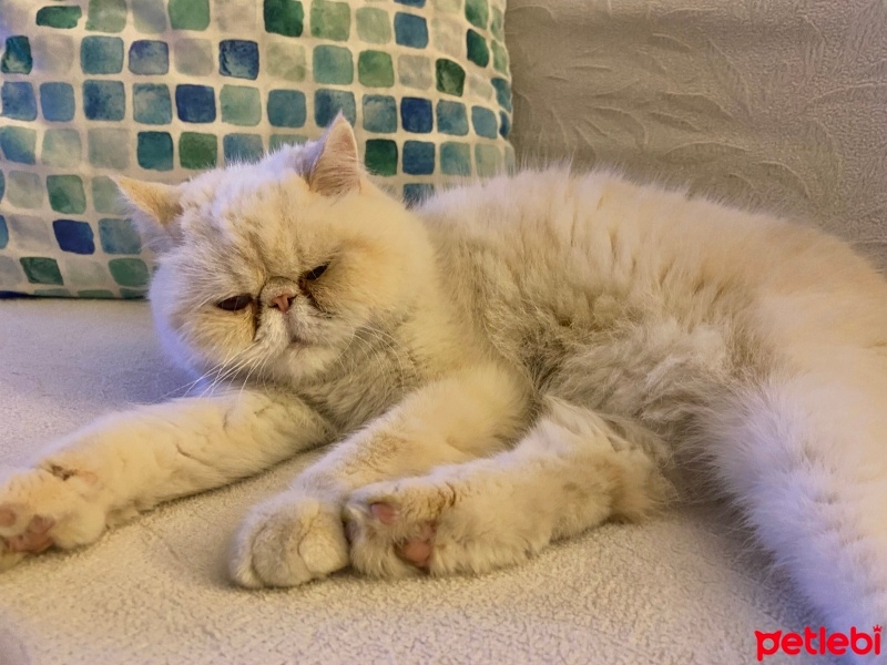 Exotic Shorthair, Kedi  Turşu fotoğrafı