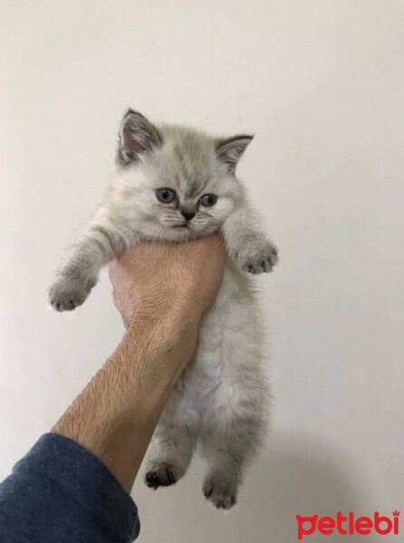 British Shorthair, Kedi  Haşmet fotoğrafı