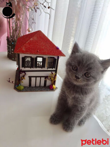 British Shorthair, Kedi  Haşmet fotoğrafı