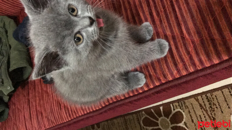 British Shorthair, Kedi  Haşmet fotoğrafı