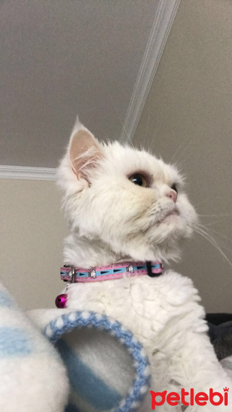 İran Kedisi (Persian), Kedi  Mia fotoğrafı
