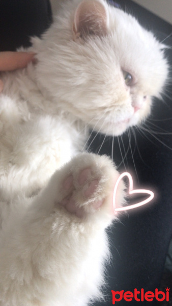 İran Kedisi (Persian), Kedi  Mia fotoğrafı