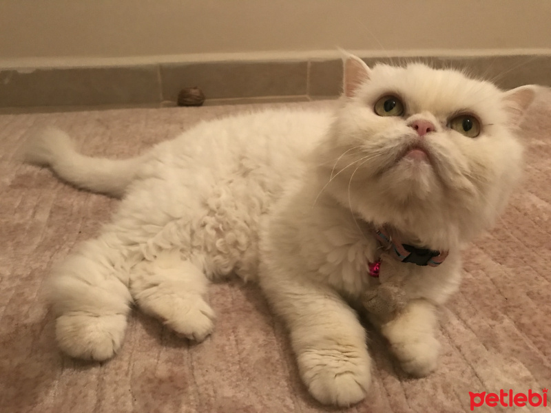 İran Kedisi (Persian), Kedi  Mia fotoğrafı