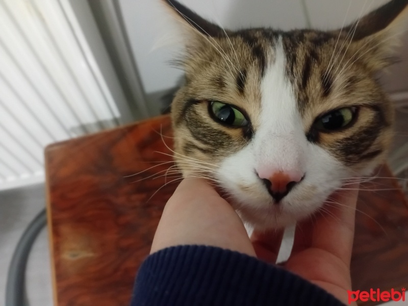 Tekir Kedi, Kedi  Cancık fotoğrafı
