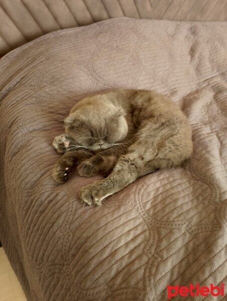 Scottish Fold, Kedi  Duman fotoğrafı