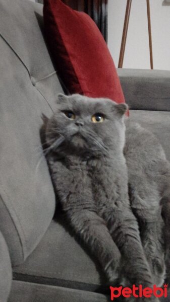 Scottish Fold, Kedi  Duman fotoğrafı