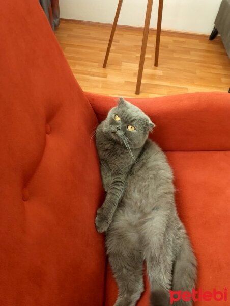 Scottish Fold, Kedi  Duman fotoğrafı