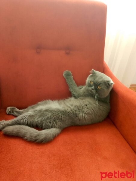 Scottish Fold, Kedi  Duman fotoğrafı