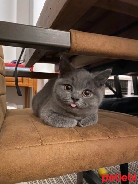 British Shorthair, Kedi  Berlin fotoğrafı