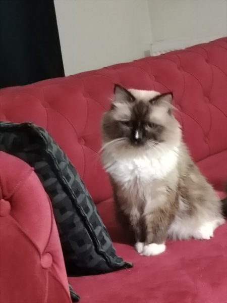 Sibirya Kedisi, Kedi  Yoşhi fotoğrafı