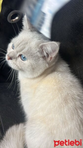 British Shorthair, Kedi  Lili fotoğrafı