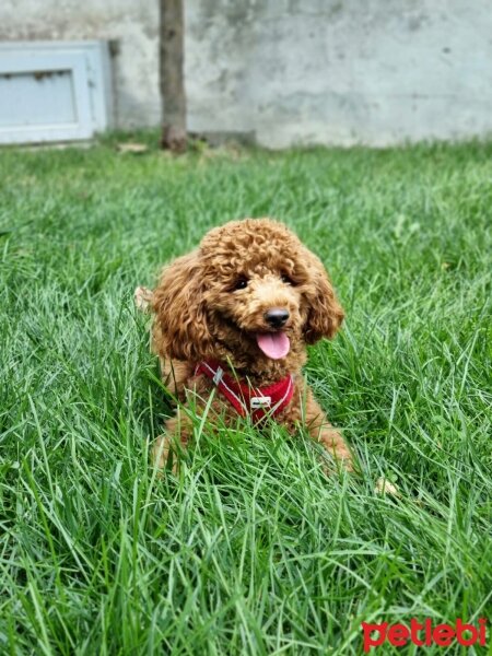 Poodle (Minyatür Kaniş), Köpek  ares fotoğrafı