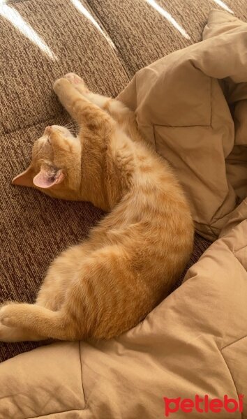 British Shorthair, Kedi  Venüs fotoğrafı