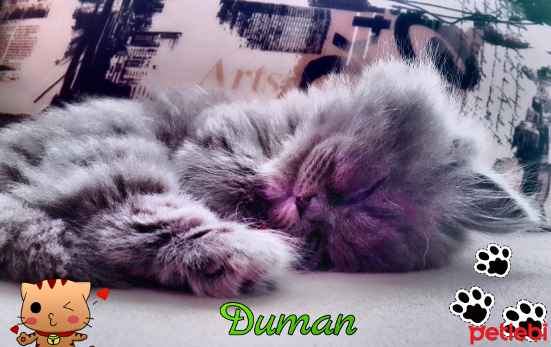 Brazilian Shorthair, Kedi  Yaramaz Duman fotoğrafı