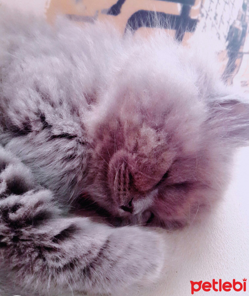 Brazilian Shorthair, Kedi  Yaramaz Duman fotoğrafı