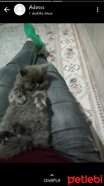 Brazilian Shorthair, Kedi  Yaramaz Duman fotoğrafı