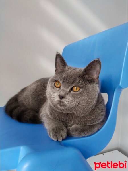 British Shorthair, Kedi  Bal fotoğrafı