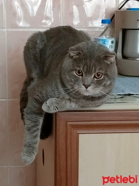 Scottish Fold, Kedi  Bıdık fotoğrafı