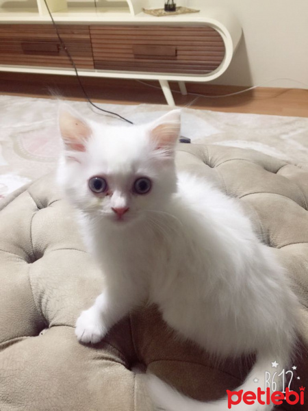 Chinchilla, Kedi  maya fotoğrafı