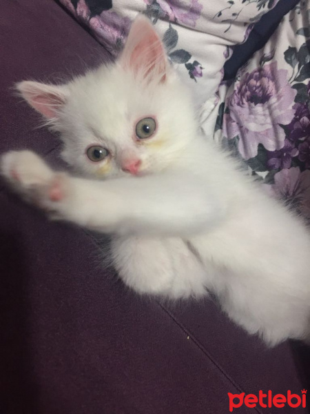 Chinchilla, Kedi  maya fotoğrafı