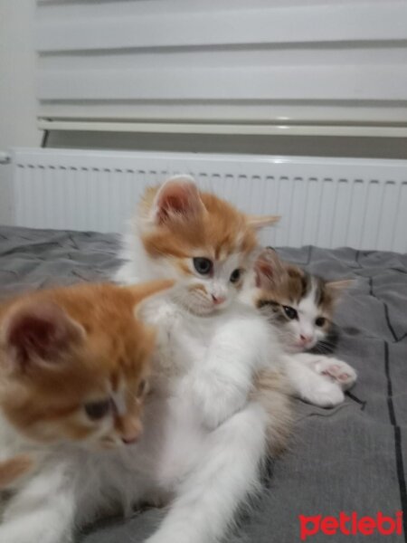 Sarman, Kedi  Miya, gofret, yumak fotoğrafı