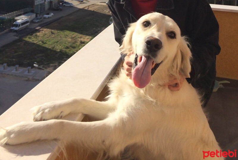 Golden Retriever, Köpek  Bulut fotoğrafı