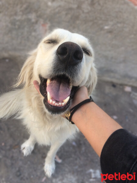 Golden Retriever, Köpek  Bulut fotoğrafı