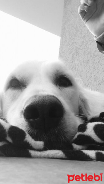 Golden Retriever, Köpek  Bulut fotoğrafı