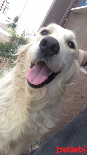 Golden Retriever, Köpek  Bulut fotoğrafı