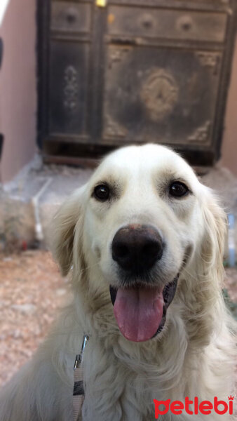 Golden Retriever, Köpek  Bulut fotoğrafı