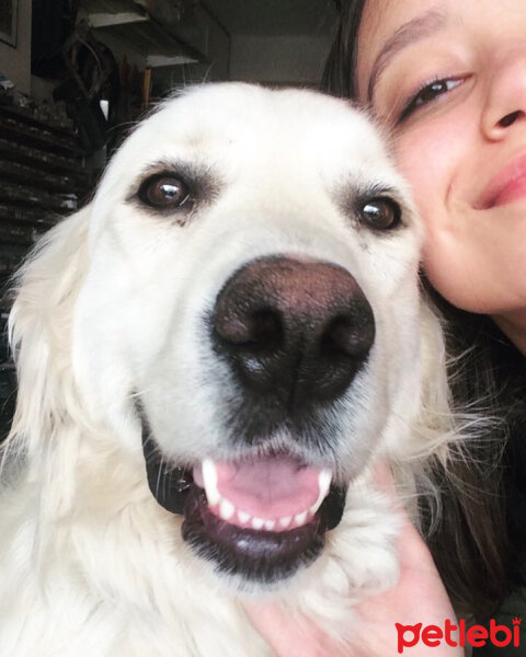 Golden Retriever, Köpek  Bulut fotoğrafı