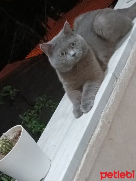 British Shorthair, Kedi  Duman fotoğrafı