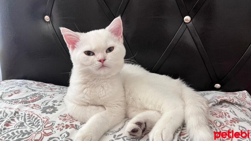 British Shorthair, Kedi  Bihter fotoğrafı